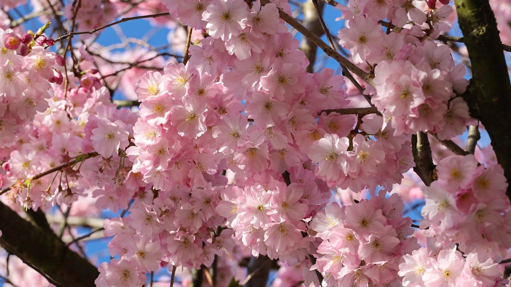 Cheery Blossoms